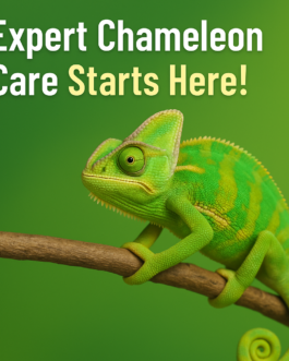 Chameleon Care: Your Guide to Healthy, Happy Pets!