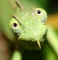 Chameleon Care Guide – Only Product in Booming Niche!