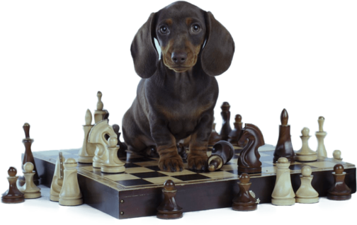 Brain Training for Dogs - Unique Dog Training Course!