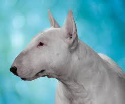 Learning To Live With An English Bull Terrier from Puppy To Adult!